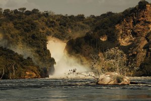 Experience Uganda’s Majestic Wildlife: 5‑Night, 6‑Day Safari Itinerary