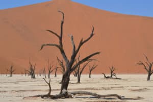 8‑Day Namibia Safari & Desert Tour | Sossusvlei, Swakopmund, Sandwich Harbour